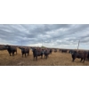 Image 1 : Driland Feeders - 1000# May Delivery Steers - 76 Head (Burdett, AB)