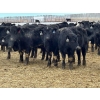 Image 4 : Hegedys Ranching - 825# January Weaned Steers - 300 Head (Acme, AB)
