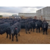 Image 1 : Carhills Land & Cattle/Greg Lausen - 625# November Delivery Steer Calves - 300 Head (Strathmore, AB)