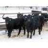 Image 4 : D & N Livestock - 900# February Delivery Steers - 68 Head (Peebles, SK)