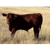 Image 4 : Dan & Kathy MacDonald - 575# October Delivery Steer Calves - 110 Head (Buffalo, AB)