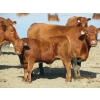 Image 4 : Leonard Lundquist & Andrew Ranching - 650# Steer Calves - 95 Head (Rolling Hills, AB)