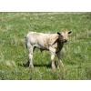 Image 16 : Circus Coulee Cattle - 550# November Delivery Steer Calves - 100 Head (Dorothy, AB) 