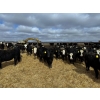 Image 2 : A&A Farms - 20 Black Replacement Heifers (Coaldale, AB)