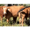 Image 4 : John & Karen, Allen & Jamie Johnson - 650# Heifer Calves - 95 Head (Heffley Louis Creek, BC)