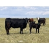 Image 3 : Brad & Sandy Lockhart - 490# October Delivery Steer Calves - 110 Head (Big Stone, AB)