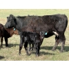 Image 8 : 9X Enterprises - 12 Black/BBF 1st Calf Pairs (Millicent, AB)