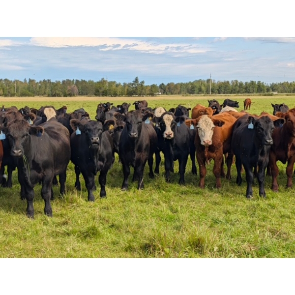 Chipping Hill Cattle Co. - 1025# October Delivery Grass Steers - 300 Head (Zhoda, MB)