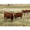 Image 2 : Rocky Miller - 540# October Delivery Steer Calves - 80 Head (Chinook, AB)