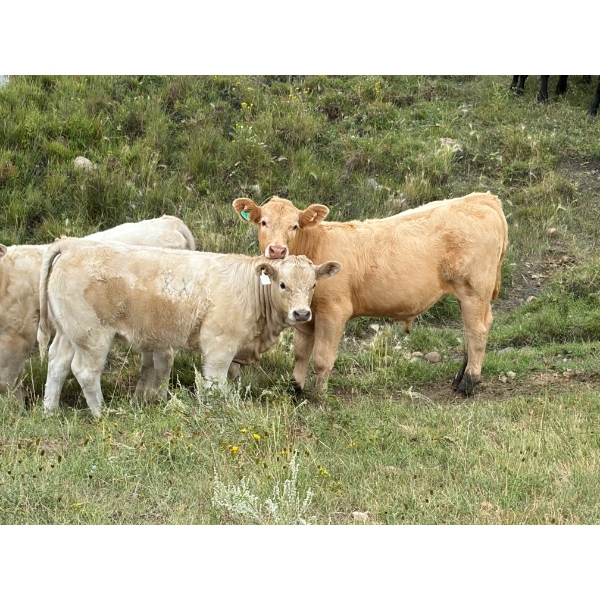 Circus Coulee Cattle (Robert & Jordy Hoff) - 565# November Steer Calves - 95 Head (Dorothy, AB)