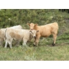 Image 1 : Circus Coulee Cattle (Robert & Jordy Hoff) - 565# November Steer Calves - 95 Head (Dorothy, AB)