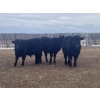 Image 4 : SaskAlta Farms - 800# March Delivery Steers - 140 Head (Alsask, SK)