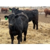 Image 6 : Justin Tateson - 925# March Delivery Steers - 70 Head (Scandia, AB)