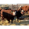 Image 3 : Fox Cattle Co. - 10 Bred Heifers (Pen 420)