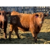 Image 6 : Rob Mossey - 925# March Delivery Steers - 67 Head (Vauxhall, AB)