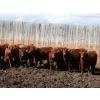 Image 2 : Barfus Farms - 800# April/May Delivery Heifers - 110 Head (Cardston, AB)