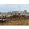 Image 4 : Lowe Ranches - 584# December Delivery Weaned Heifers - 92 Head (Nanton, AB)