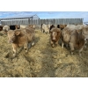 Image 4 : Rusty Ridge Cattle Co. Ltd. - 930# January Weaned Steers - 110 Head (Bowden, AB)