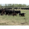 Image 4 : Hines Ranching Co. Ltd. - 525# November Delivery Steer Calves - 210 Head (Marwayne, AB)