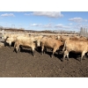 Image 22 : Williamson Farms - 922# April Delivery Heifers - 250 Head (Bow City, AB)