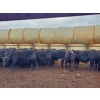 Image 6 : EMDE Land & Cattle - 700# October Delivery Steer Calves - 85 Head (Midale, SK)