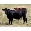 Image 7 : Riverbend Ranch - 1000# October Delivery Grass Steers - 250 Head (Coronation, AB)