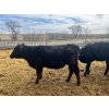 Image 8 : Upland Livestock - 550# April/May Delivery Steers - 60 Head (Wood Mountain, SK)