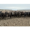 Image 3 : Cunningham Cattle Co. - 815# June Delivery Heifers - 140 Head (Rhein, SK)