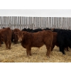 Image 2 : Francis Dyck - 670# February Delivery Steers - 53 Head (Swift Current, SK)