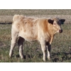 Image 10 : Beck Farms - 650# November Steer Calves - 45 Head (Lang, SK)