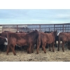 Image 17 : Redline Livestock - 550# November Delivery Steer Calves - 100 Head (Didsbury, AB)