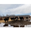 Image 2 : Four Harts Cattle Co. - 810# March Delivery Heifers - 75 Head (Vermilion, AB)