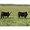 Image 2 : Rafter 17 Ranching  - 830# October Delivery Steer Calves - 150 Head (Eckville, AB) VBP+
