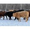 Image 11 : Steven Bartel - 975# July Delivery Heifers - 63 Head (Carroll, MB)