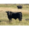Image 11 : Rommens Farm Ltd. - 575# October Delivery Steer Calves - 65 Head (Brooks, AB)
