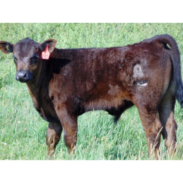 Ray Torkelson - 540# October Delivery Steer Calves - 100 Head (Millicent, AB)