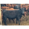 Image 5 : DJ Fridlington - 720# May Delivery Heifers - 82 Head (Kersley, BC)