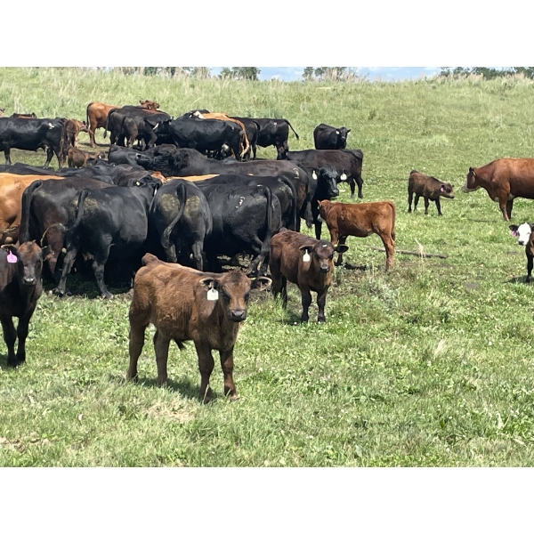 Flaman Land & Cattle - 580# October Delivery Steer Calves - 95 Head (Southey, SK)