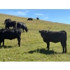 Image 3 : DK Livestock - 960# September Delivery Grass Heifers - 80 Head (Longview, AB)