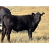 Image 10 : Prairie Haven Whitetails/Meier Land & Livestock - 620# November Steer Calves - 75 Head (Hays, AB)