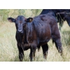 Image 10 : Endersby Ranching - 535# November Delivery Steer Calves - 75 Head (Smokey Lake, AB)