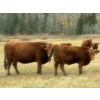 Image 14 : 130 Mile Ranch - 600# October Delivery Steer Calves - 90 Head (Lac La Hache, BC)