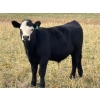 Image 6 : Pittman Brothers Production - 720# October Delivery Steer Calves - 30 Head (Warner, AB)