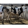 Image 3 : CS Livestock - 750# Holstein Steers - 18 Head (Rimbey, AB)