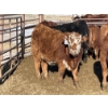 Image 5 : Stankievech Ranches - 680# January Delivery Steers - 90 Head (Trochu, AB)