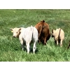 Image 11 : MacMillan Farming Co. - 575# July Delivery Steer Calves - 210 Head (Cayley, AB) VBP+