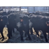Image 4 : 7L Ranch - 780# March Delivery Steers - 77 Head (Lakeland, MB) VBP+