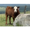 Image 1 : Phoenix Farms - 650# October Delivery Steer Calves - 90 Head (Bridesville, BC)