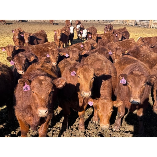 Rob Mossey - 925# March Delivery Steers - 67 Head (Vauxhall, AB)