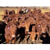 Image 1 : Rob Mossey - 925# March Delivery Steers - 67 Head (Vauxhall, AB)